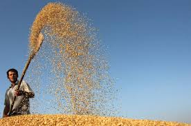 FAO production céréalière mondiale en hausse de 8 en 2013